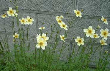 庭の花ウィンターコスモス