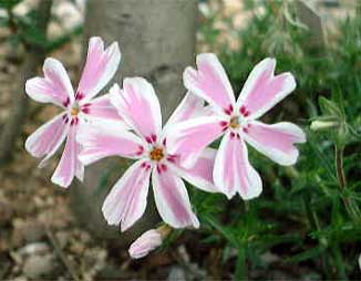 庭の花芝桜
